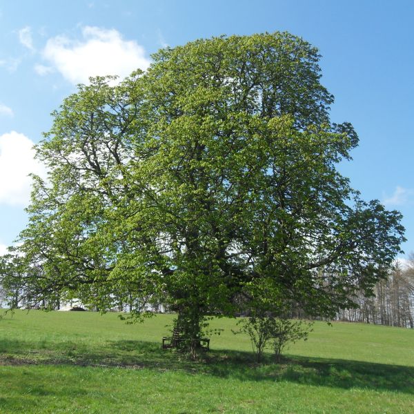 SD171_Frühlingsaspekt der Rosskastanie bei Reinhardtsgrimma (2009)