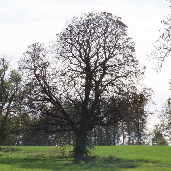 SD171_Winteraspekt der Rosskastanie bei Reinhardtsgrimma (2022)