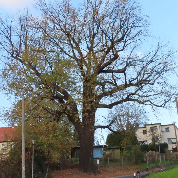 wrk015/SD175_Pesteiche in Freital-Pesterwitz (11/2022)