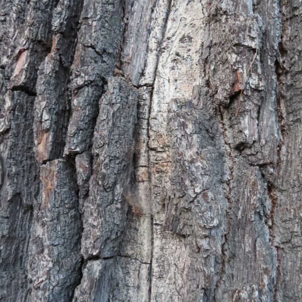 wrk015/SD175_Pesteiche in Freital-Pesterwitz_Blitzrinne (11/2022)