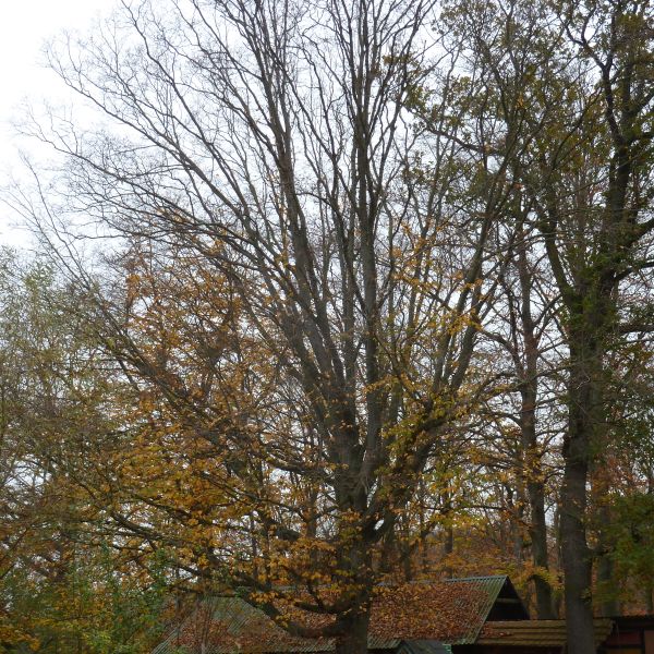 Hainbuche auf der Johannishöhe