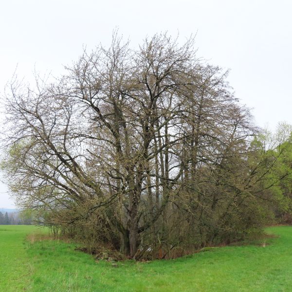 SD177_Wildkirsche bei Reinhardtsgrimma (2022)