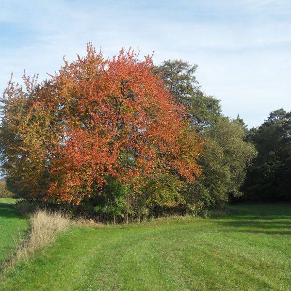 SD177_Herbstaspekt der Wildkirsche bei Reinhardtsgrimma (2022)