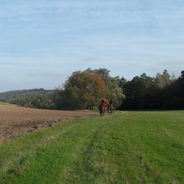 Wildkirsche bei Reinhardtsgrimma