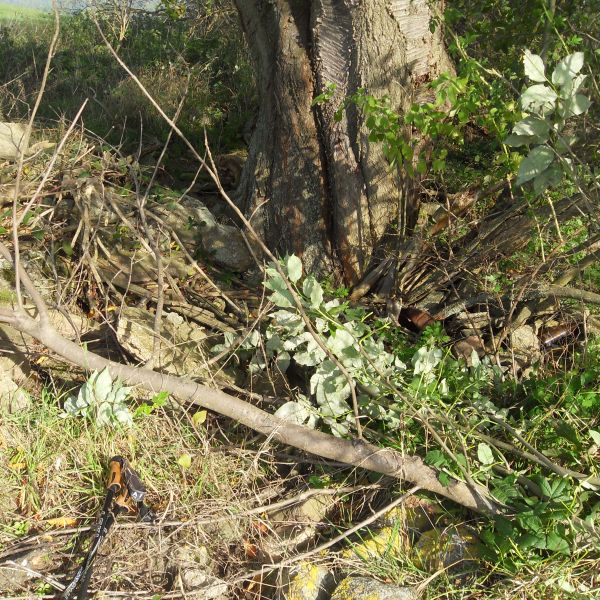 Wildkirsche bei Reinhardtsgrimma / Esche