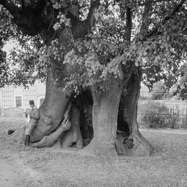 ssz014/MS102_Schmorsdorfer Linde um 1914