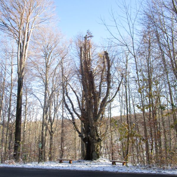Prachtbuche bei der Panoramahöhe Berggießhübel