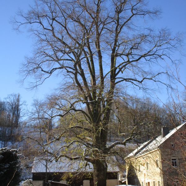 ND Hoflinde an der Fischermühle in Hartmannsbach