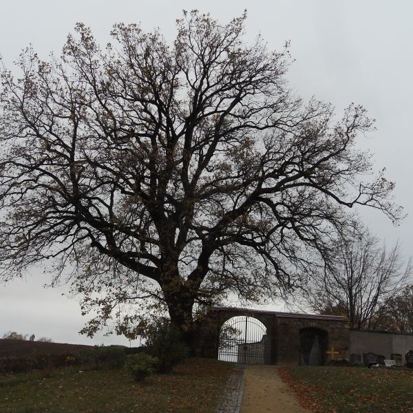 Drei Bäume auf dem Friedhof Reinhardtsgrimma: Stiel-Eiche