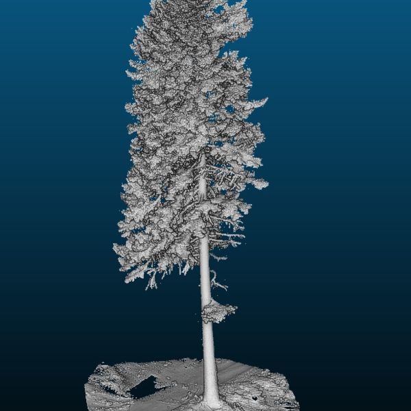 jens006_Weiß-Tanne an der Angermannmühle