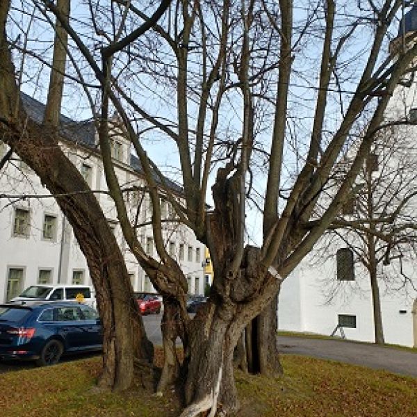 Torstensson-Linde von Freiberg