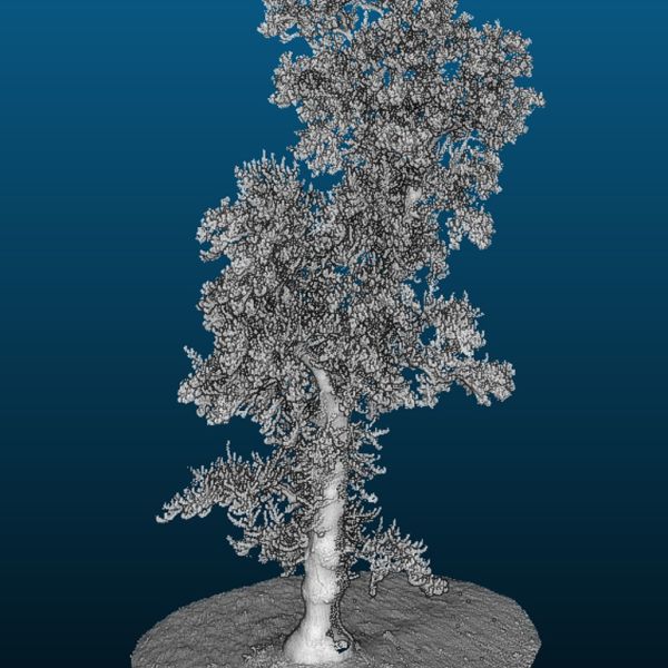 SD166_Terrestrischer Laserscan des Tulpenbaums im Schlosspark Reichstädt_(06/2022)