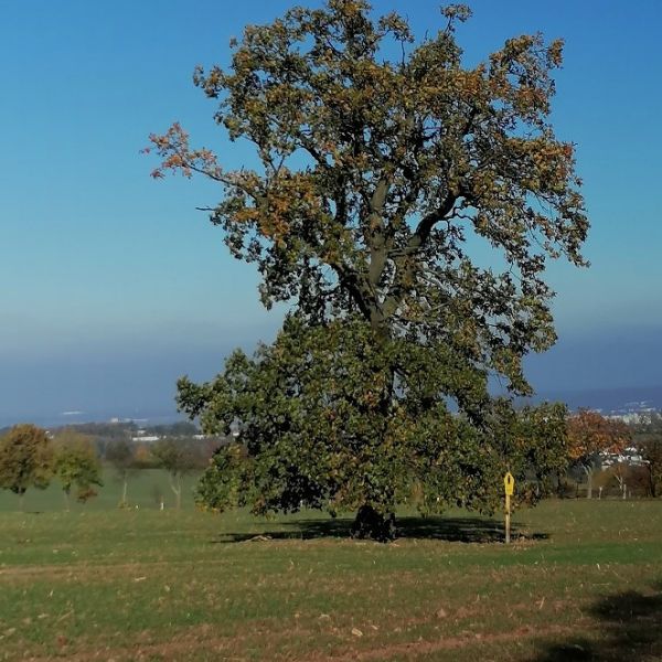 Stieleiche am Weg zum Lerchenberg westlich Börnchen / Baum