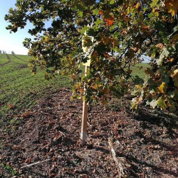 Stieleiche am Weg zum Lerchenberg westlich Börnchen / Wurzelbereich