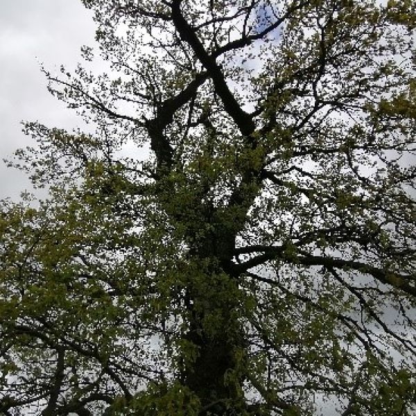 Stieleiche am Weg zum Lerchenberg westlich Börnchen / Baumkrone
