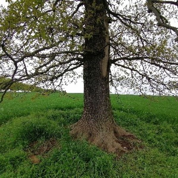 Stieleiche am Weg zum Lerchenberg westlich Börnchen / Baumstamm & Wurzel