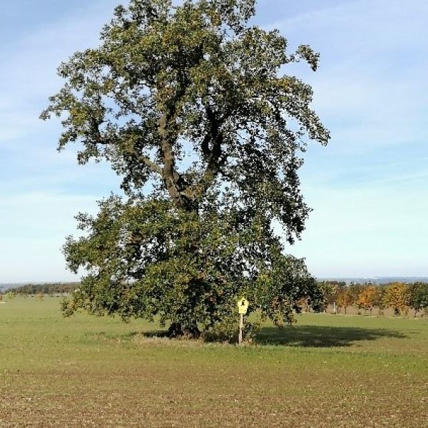 Stieleiche am Weg zum Lerchenberg westlich Börnchen