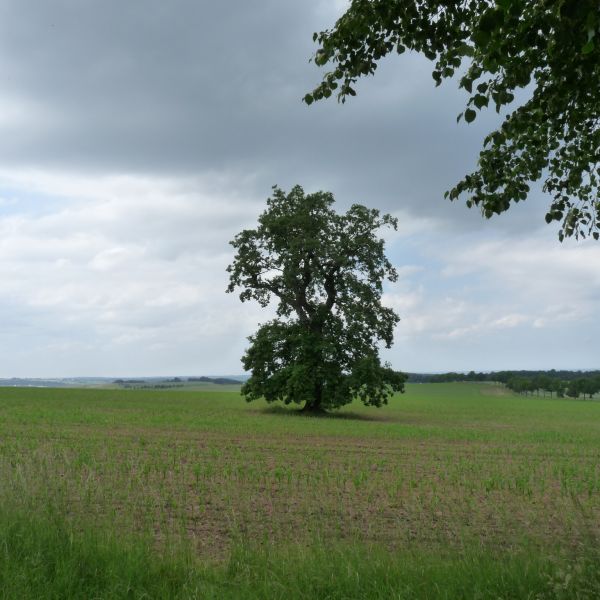 wrk106_Stieleiche Lerchenberg_Standort (2024/06)