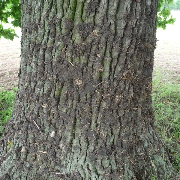 wrk106_Stieleiche Lerchenberg_Stammfuß (2024/06)