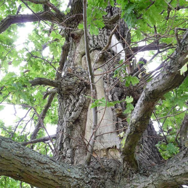 wrk106_Stieleiche Lerchenberg_Stammverletzung (2024/06)