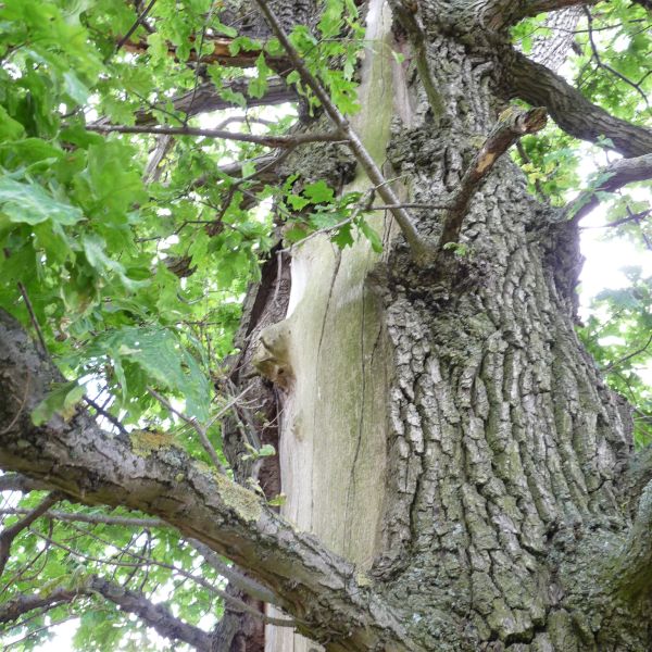 wrk106_Stieleiche Lerchenberg_Stammverletzung Seite (2024/06)