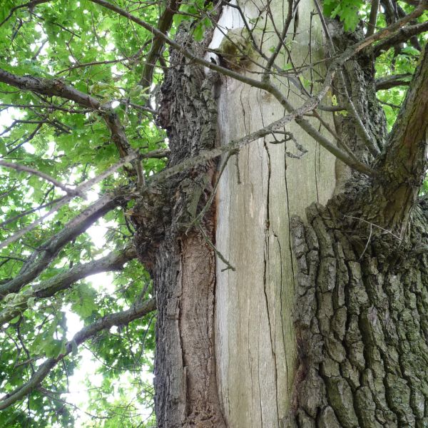 wrk106_Stieleiche Lerchenberg_Stammverletzung nah (2024/06)