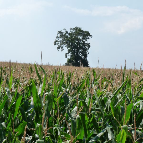 wrk106_Stieleiche Lerchenberg_Maisfeld (2024/09)