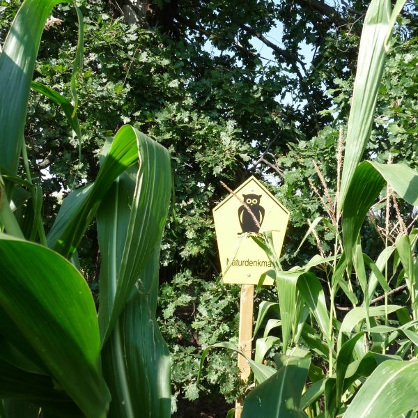 wrk106_Stieleiche Lerchenberg_Beschilderung (2024/09)