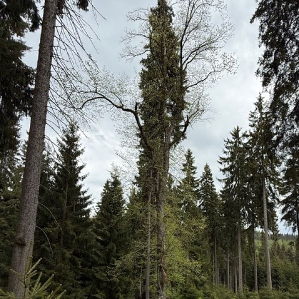 Berg-Ulme am Gießhübel bei Rehefeld