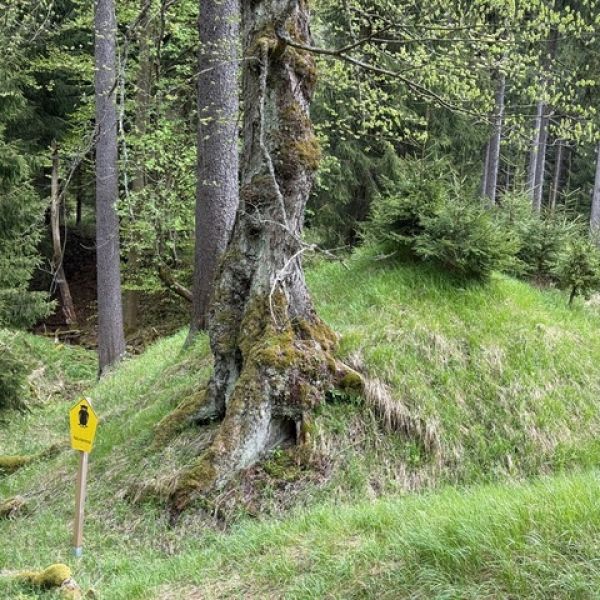 Berg-Ulme am Gießhübel bei Rehefeld ND Schild