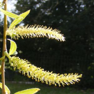 Salix sepulcralis 