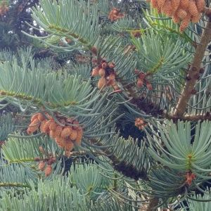 Männliche Blüten Coloradotanne