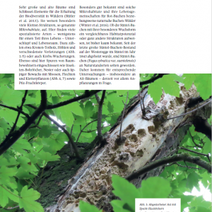 Deckblatt Artikel Süntelbuche
Vom Süntel ins Osterzgebirge