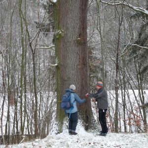 Baumpaten beim Bäume erfassen
Heike Malcher & Ronald Kolbe
Foto: Jens Weber