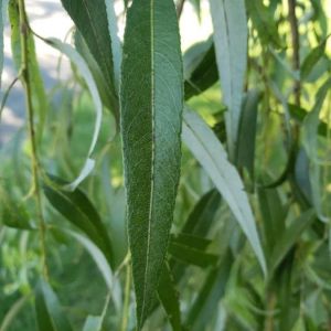 Salix babylonica
Bild: William Coville/wikimedia