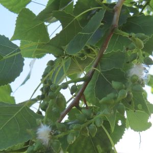 Früchte Schwarzpappel