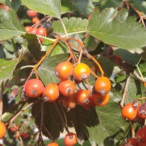 Blüte Sorbus intermedia Neu