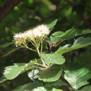 Blüte Sorbus intermedia