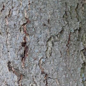 Borke Sorbus intermedia