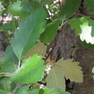 Laub Sorbus intermedia