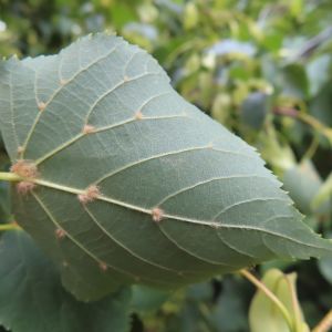 Laub Winterlinde_Blattunterseite