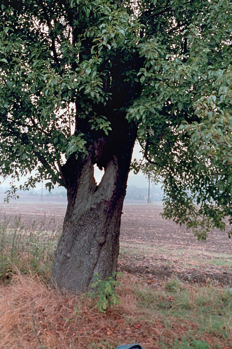 Baum mit Herz
Jens Weber