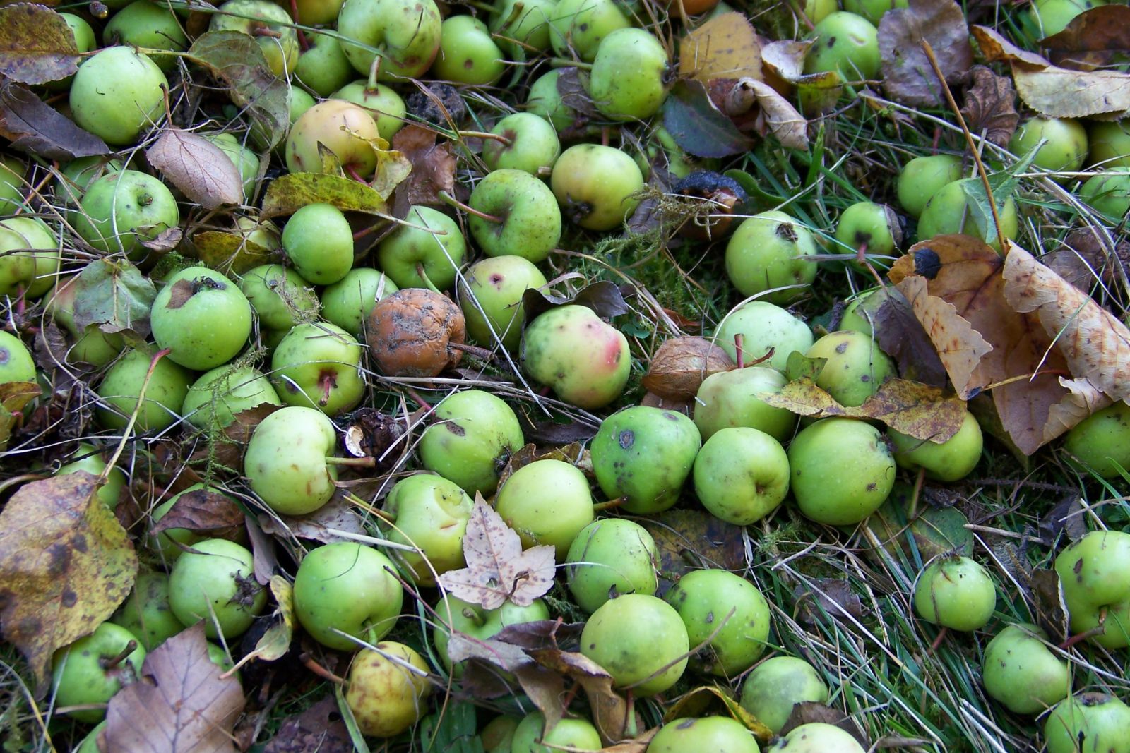 Wild-Apfel Früchte
Foto: Anke Proft