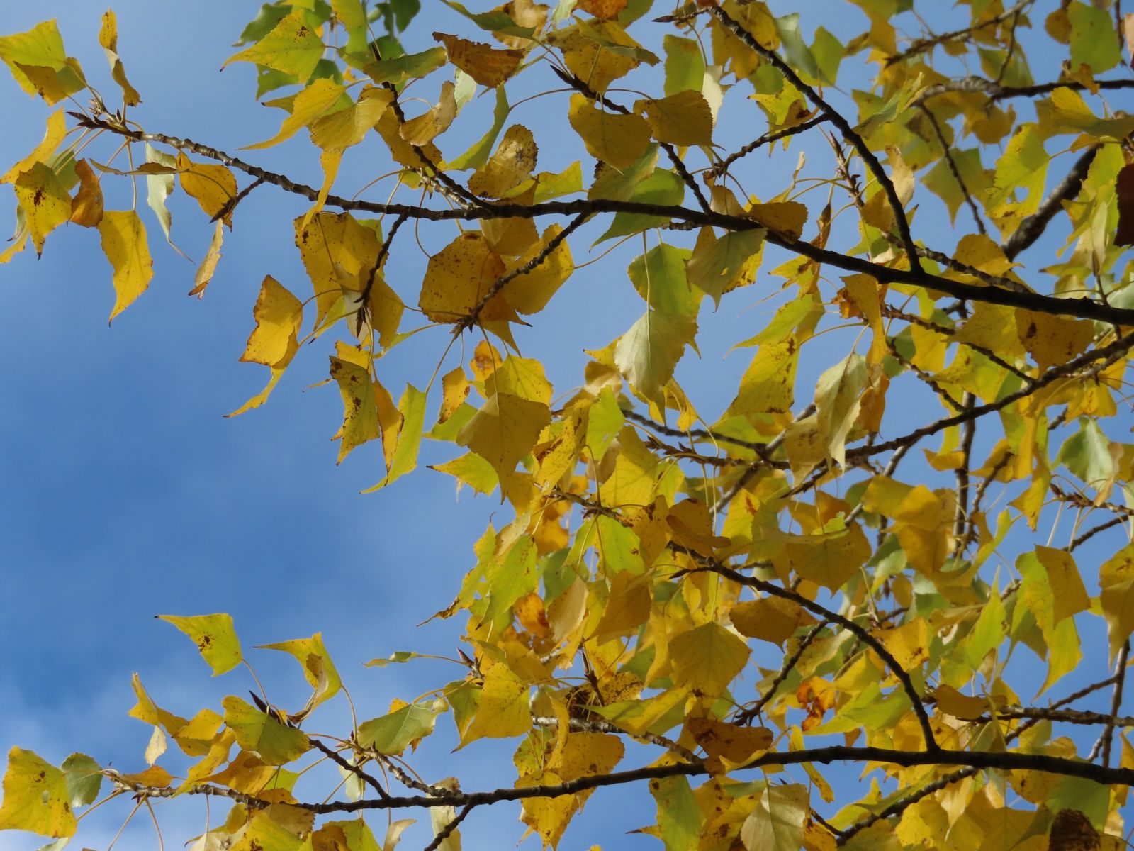 wrk001/MS100_Babisnauer Pappel_Herbstlaub (2022/10)