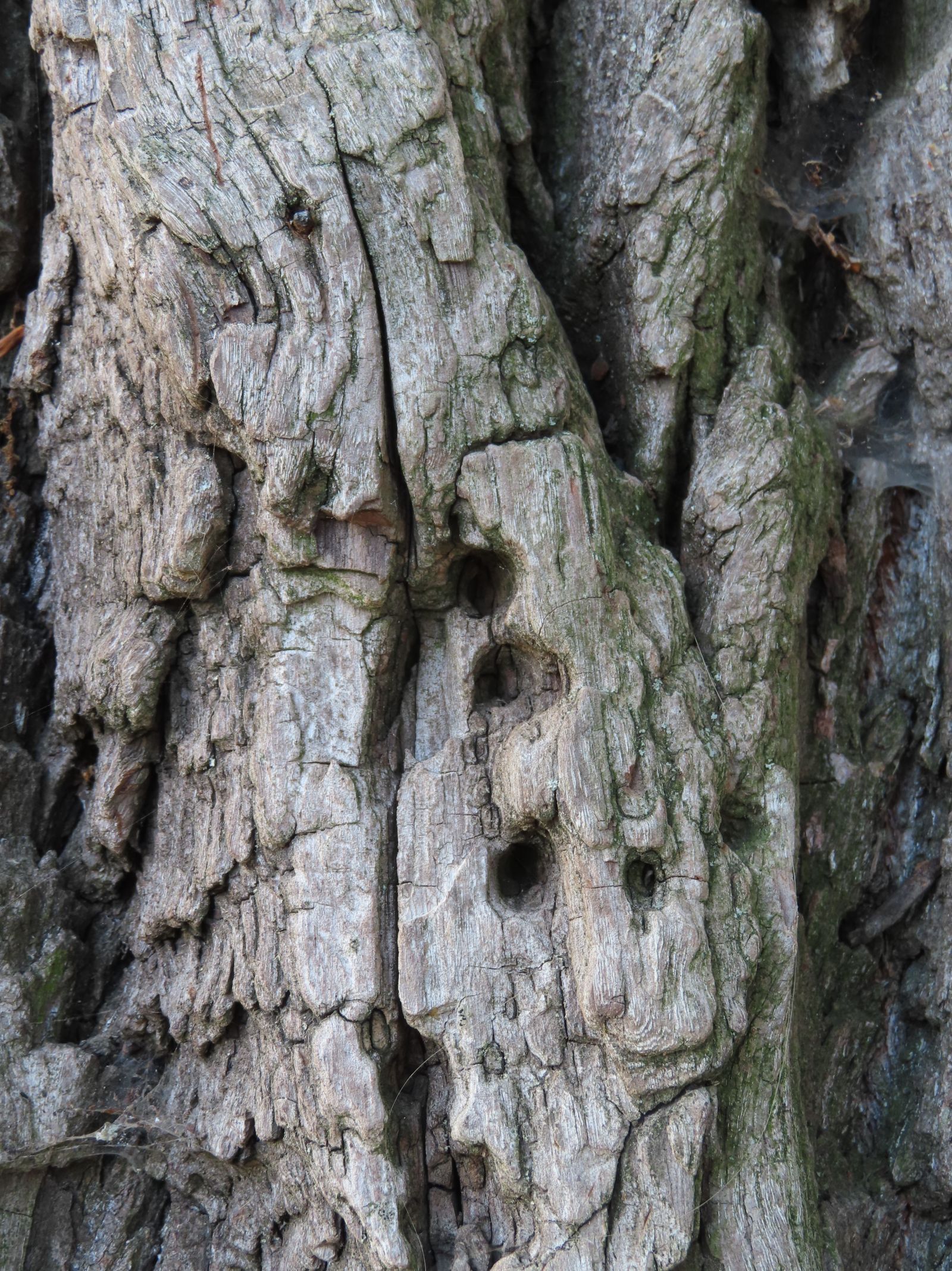 wrk001/MS100_Babisnauer Pappel_Löcher (2022/10)