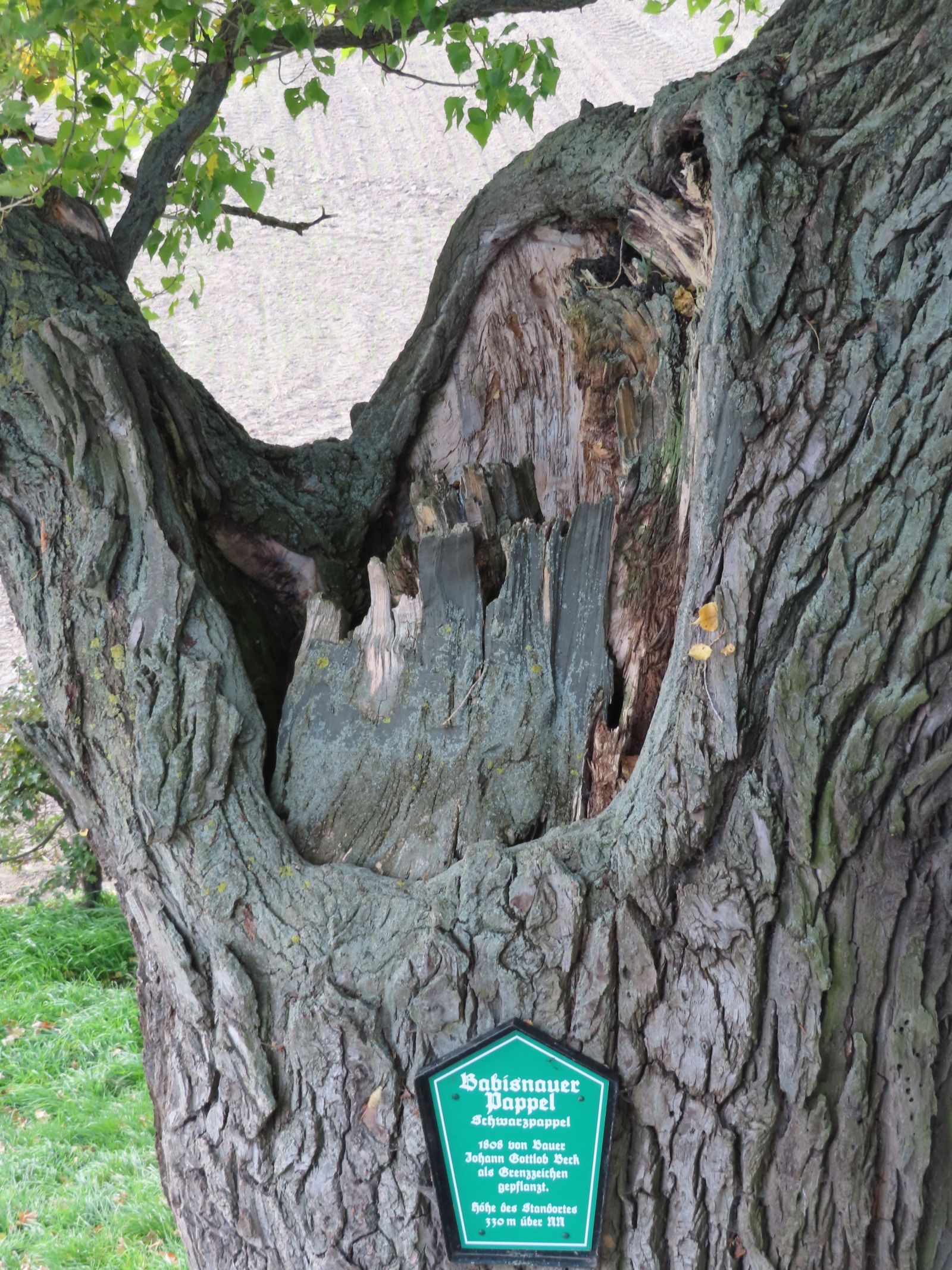 wrk001/MS100_Babisnauer Pappel_Stamm oben (2022/10)