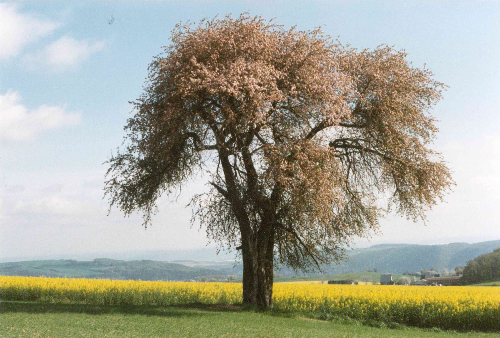 Holzapfel an der Kalkhöhe bei Cunnersdorf