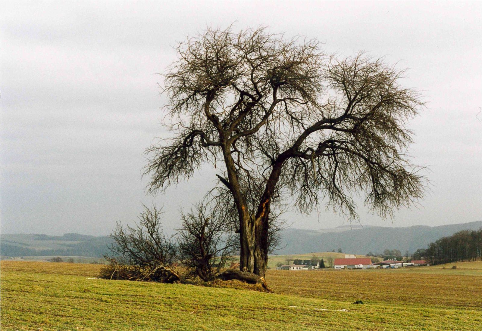 ND Holzapfel an der Kalkhöhe bei Cunnersdorf (1999)