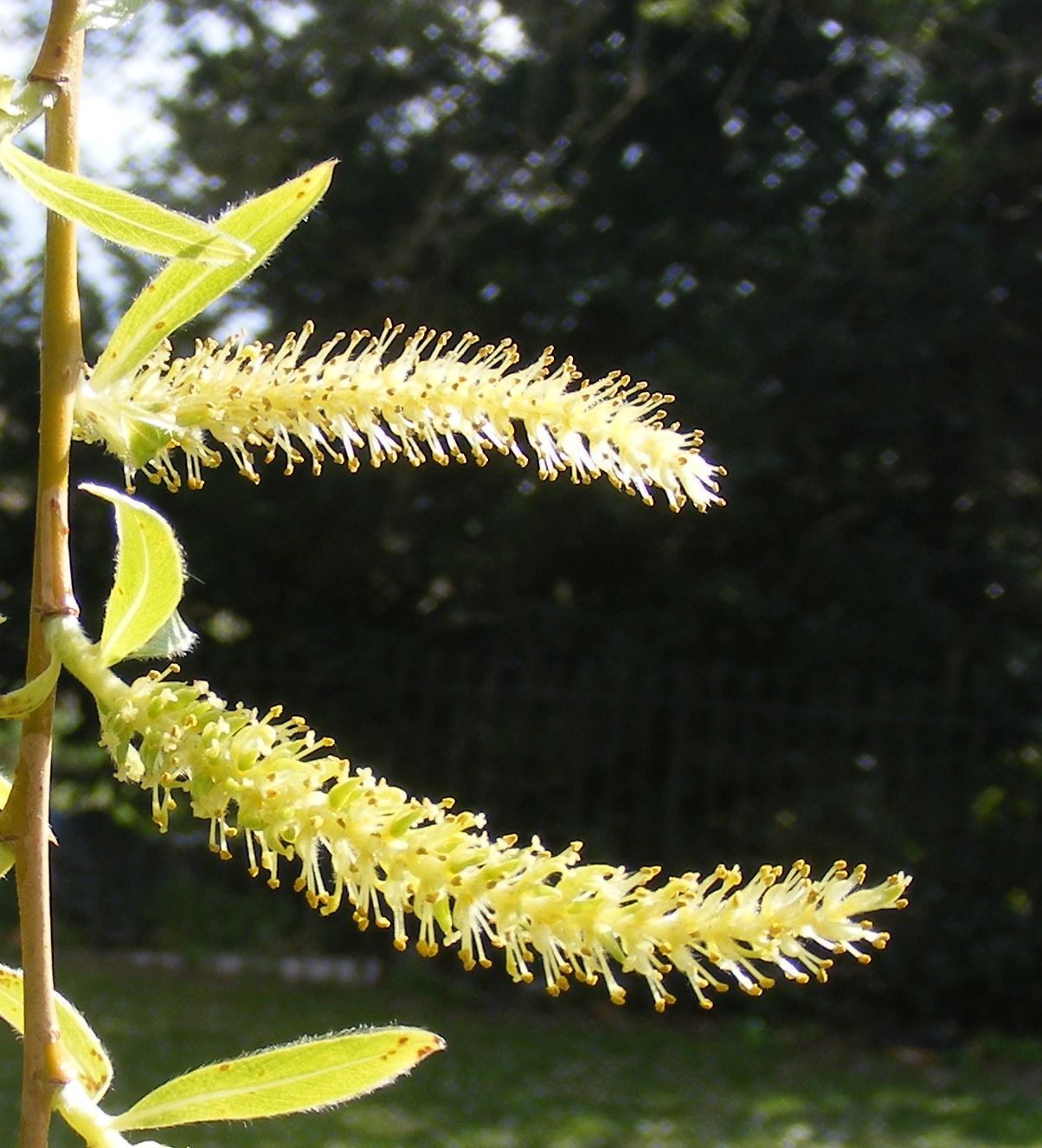 Salix sepulcralis 