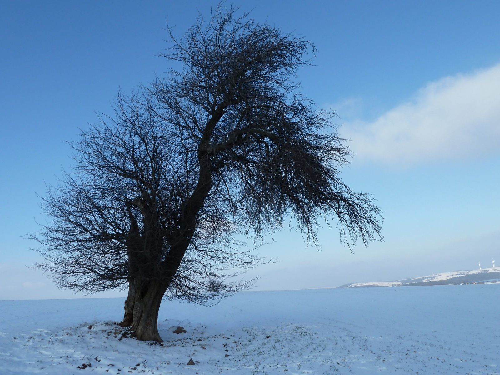 ND Holzapfel an der Kalkhöhe bei Cunnersdorf (2013)